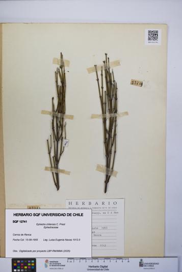 Ephedra chilensis [Espécimen: UCH:SQF:0012741]