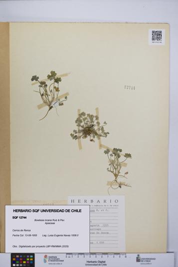 Bowlesia incana [Espécimen: UCH:SQF:0012744]