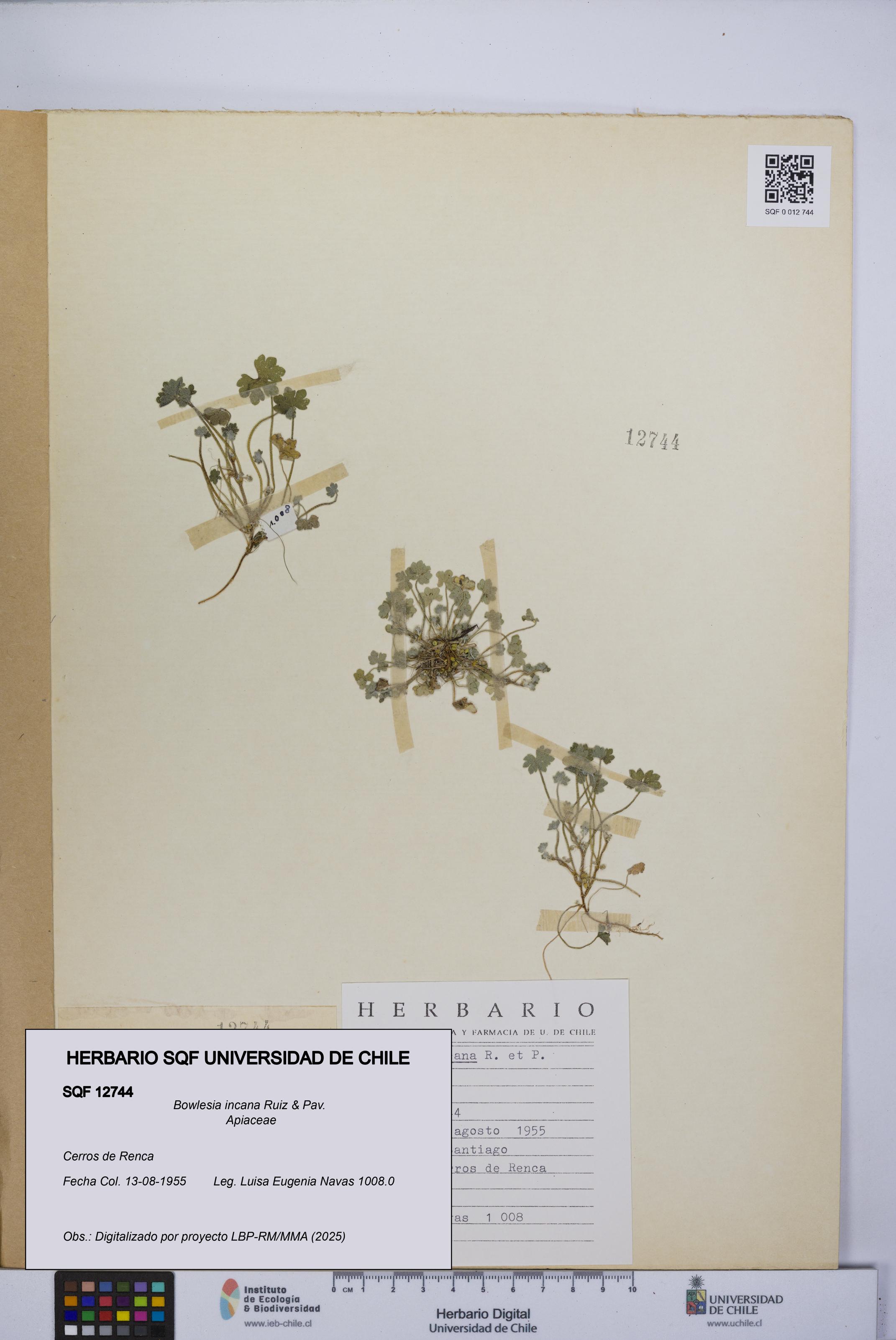 Bowlesia incana [Espécimen: UCH:SQF:0012744]