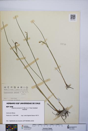 Olsynium junceum [Espécimen: UCH:SQF:0012745]