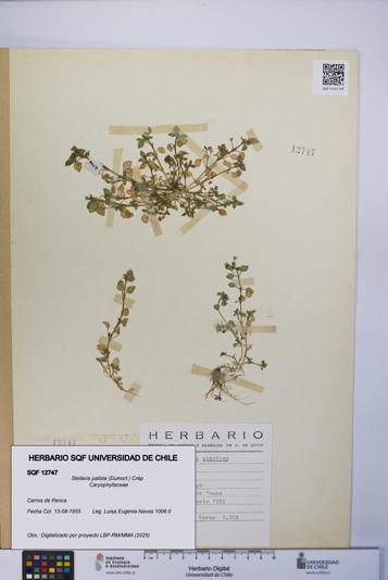 Stellaria pallida [Espécimen: UCH:SQF:0012747]