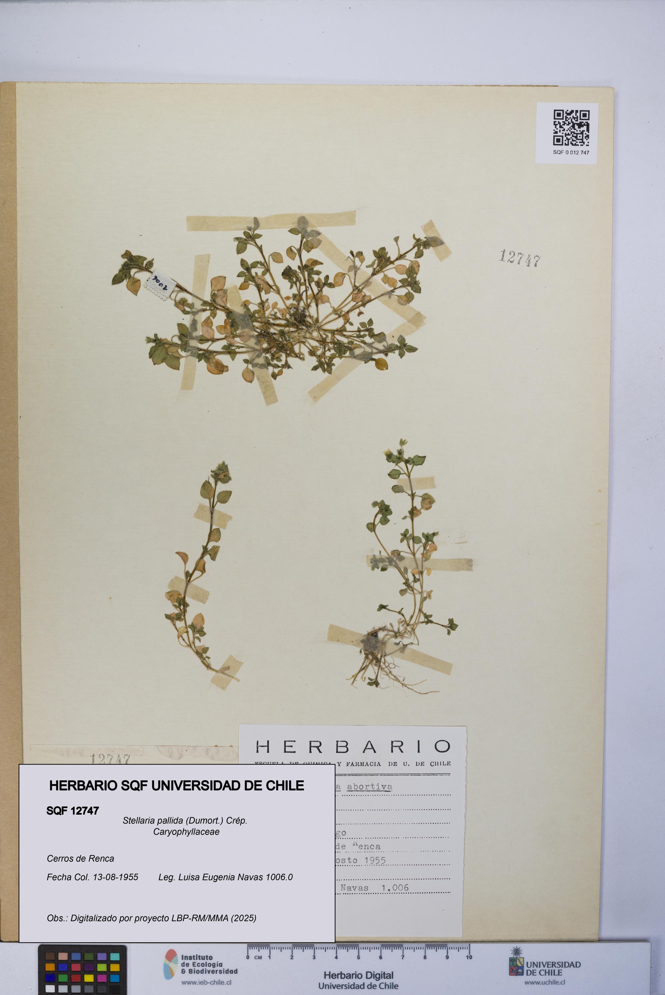 Stellaria pallida [Espécimen: UCH:SQF:0012747]