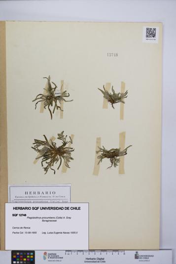 Plagiobothrys procumbens [Espécimen: UCH:SQF:0012748]
