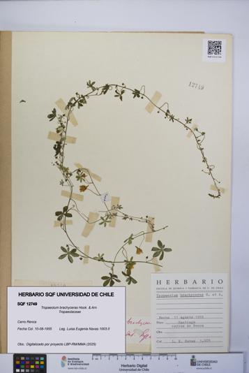 Tropaeolum brachyceras [Espécimen: UCH:SQF:0012749]