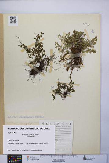 Adiantum excisum [Espécimen: UCH:SQF:0012753]