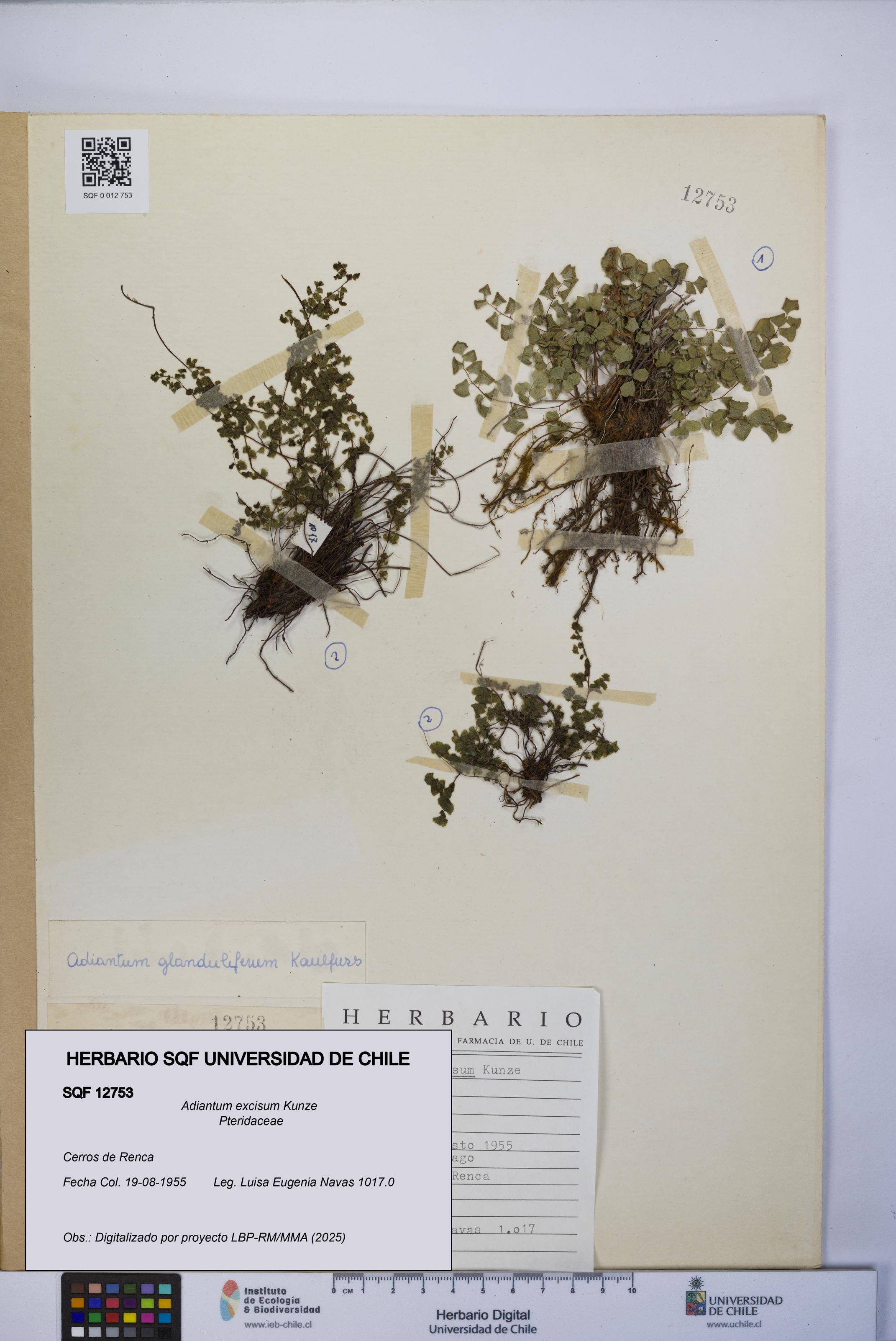 Adiantum excisum [Espécimen: UCH:SQF:0012753]