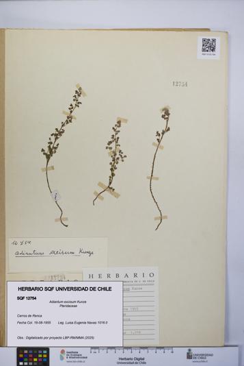 Adiantum excisum [Espécimen: UCH:SQF:0012754]
