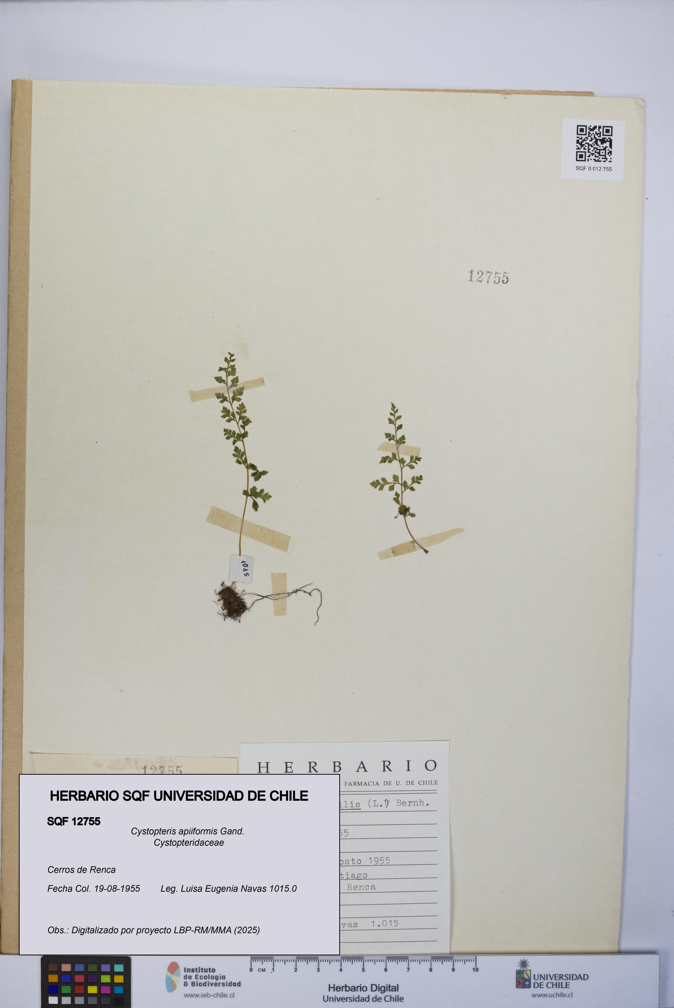 Cystopteris apiiformis [Espécimen: UCH:SQF:0012755]