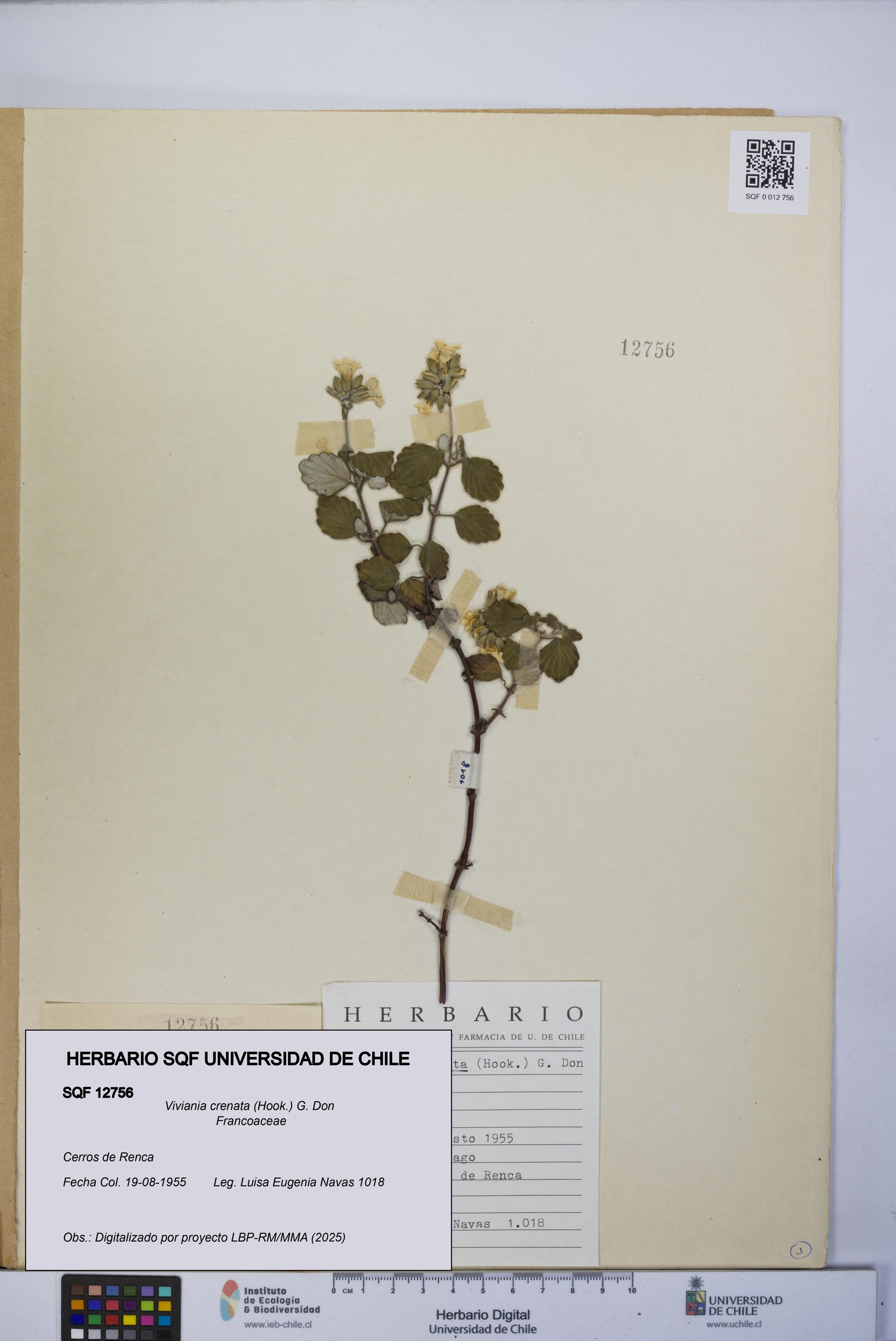 Viviania crenata [Espécimen: UCH:SQF:0012756]