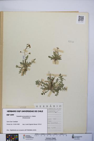 Capsella bursa-pastoris [Espécimen: UCH:SQF:0012757]