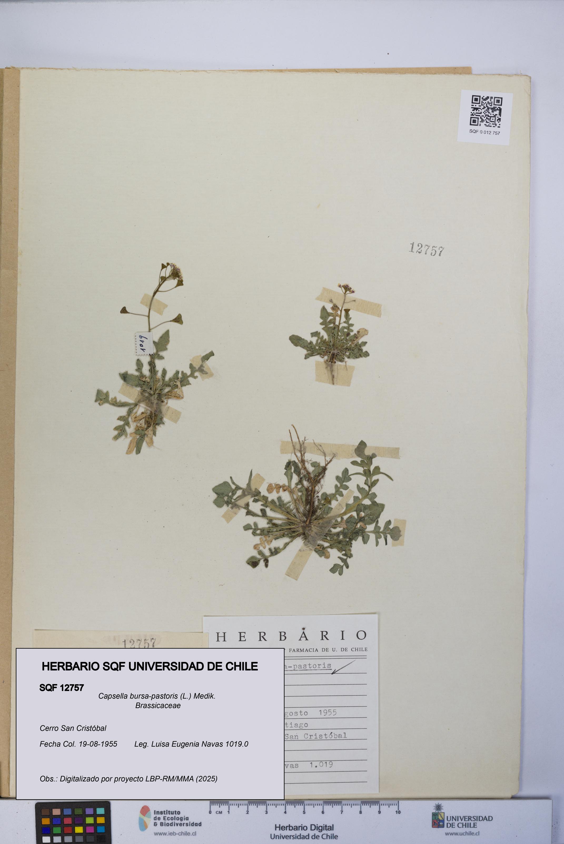 Capsella bursa-pastoris [Espécimen: UCH:SQF:0012757]