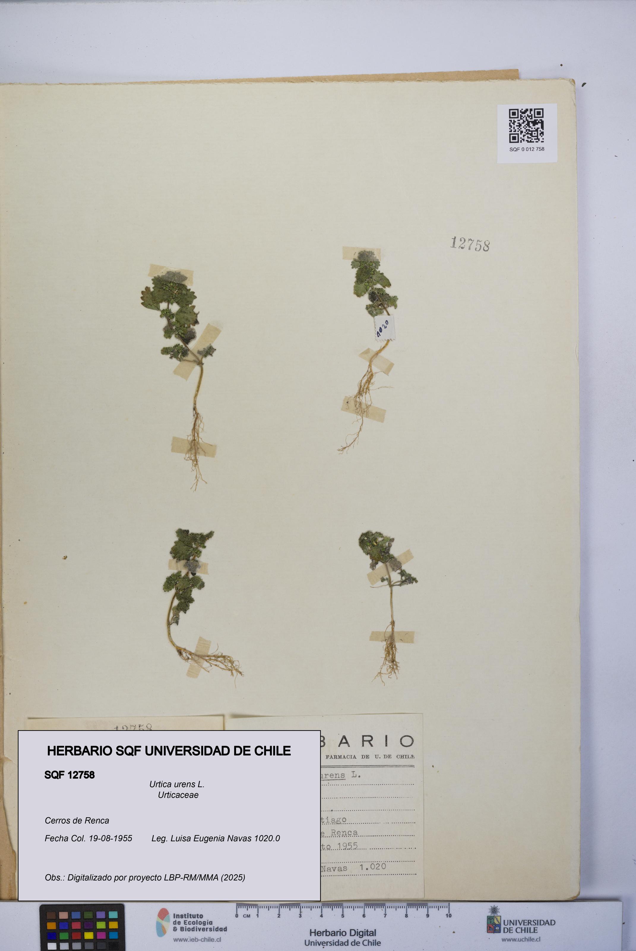 Urtica urens [Espécimen: UCH:SQF:0012758]