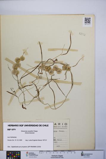 Dioscorea saxatilis [Espécimen: UCH:SQF:0012771]