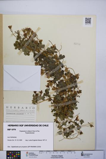 Tropaeolum ciliatum [Espécimen: UCH:SQF:0012773]