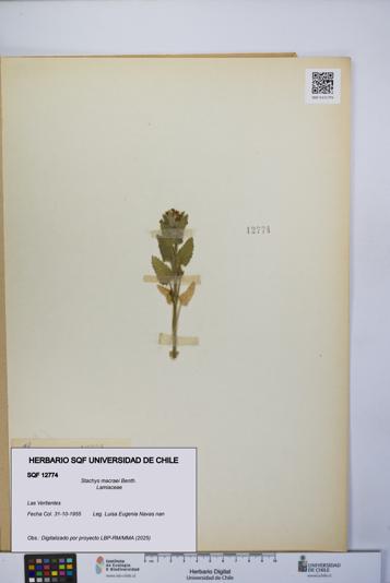 Stachys macraei [Espécimen: UCH:SQF:0012774]