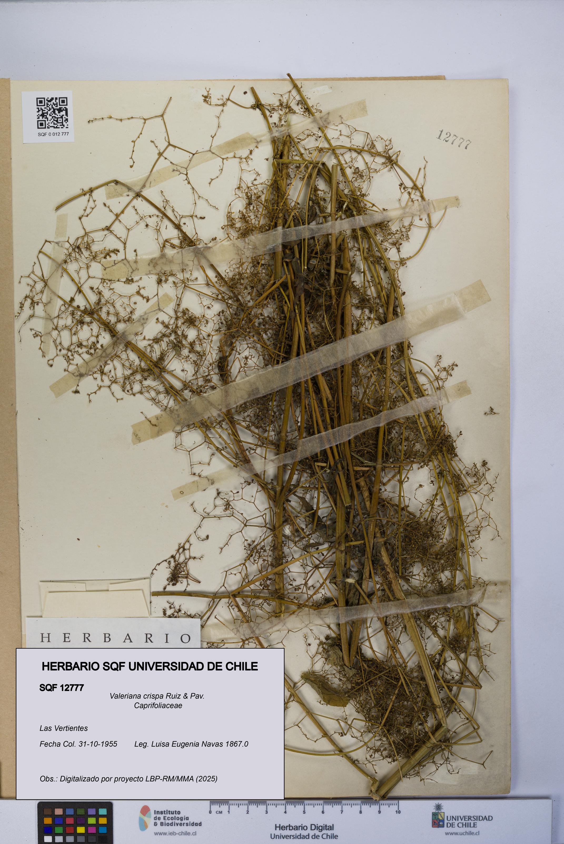 Valeriana crispa [Espécimen: UCH:SQF:0012777]