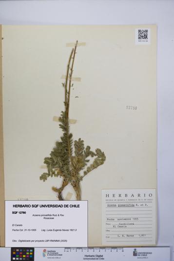 Acaena pinnatifida [Espécimen: UCH:SQF:0012780]