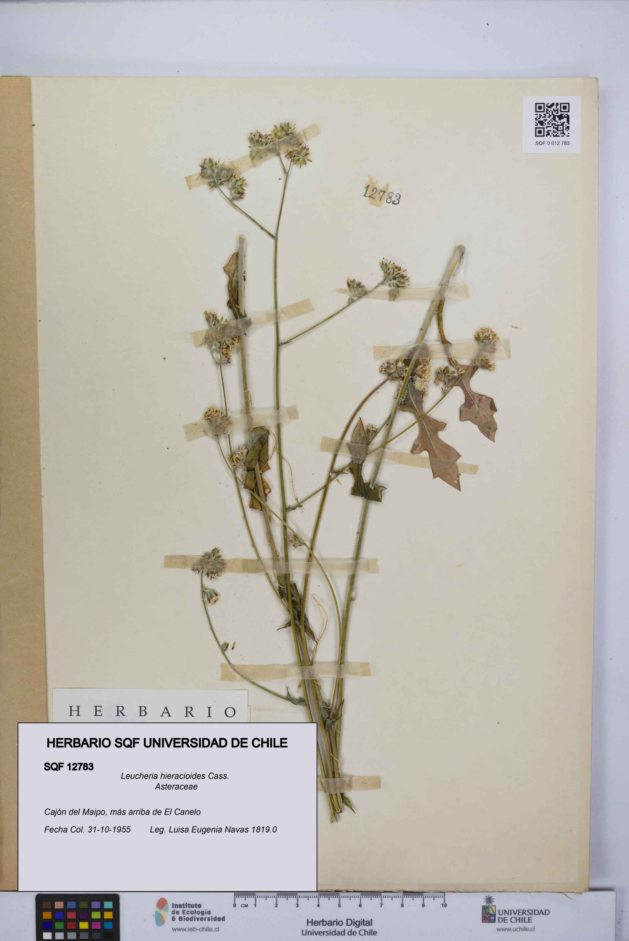 Leucheria hieracioides [Espécimen: UCH:SQF:0012783]