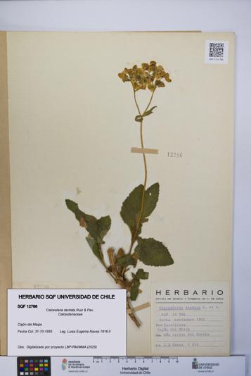 Calceolaria dentata [Espécimen: UCH:SQF:0012786]
