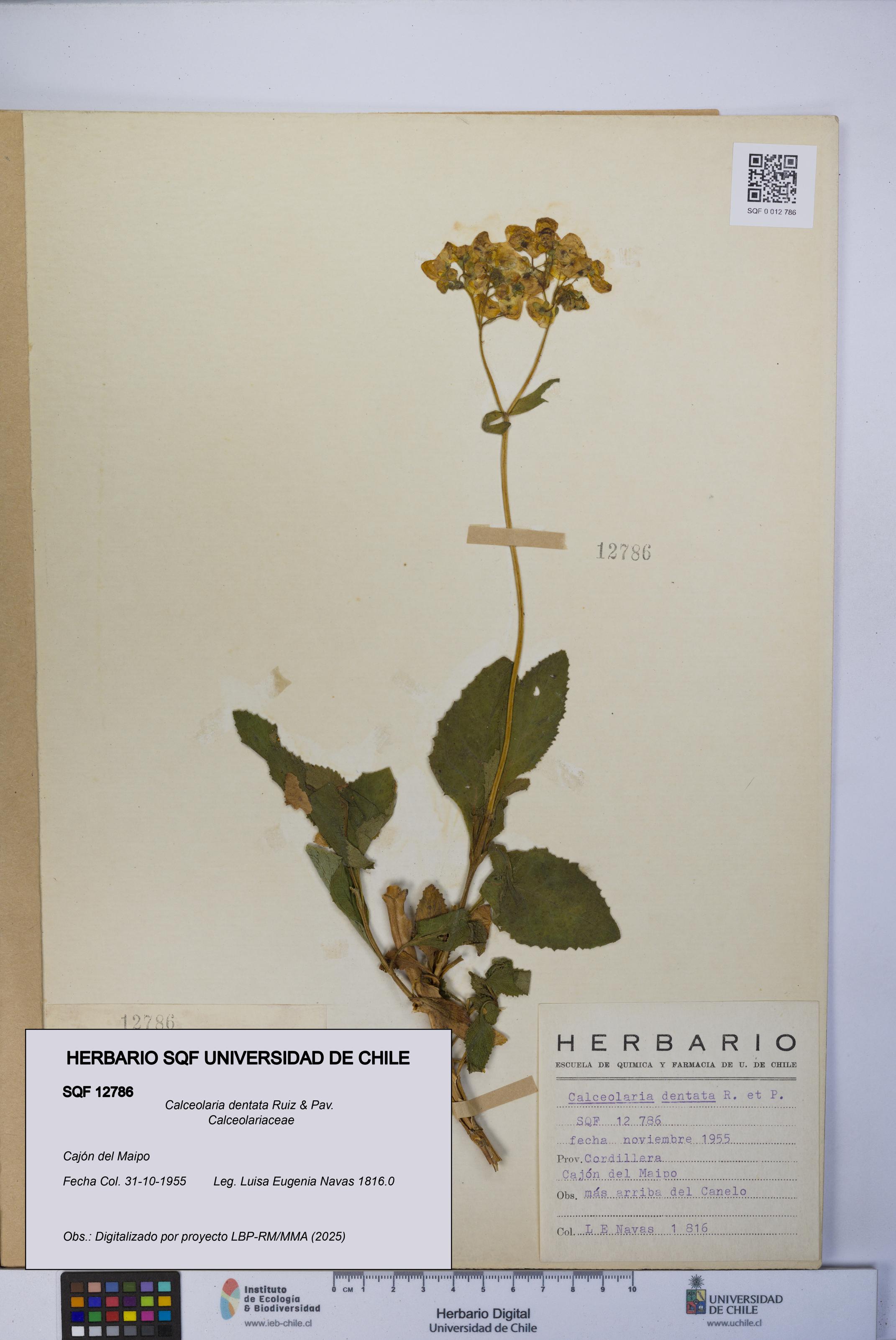 Calceolaria dentata [Espécimen: UCH:SQF:0012786]