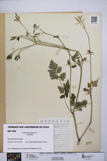 Osmorhiza berteroi [Espécimen: UCH:SQF:0012788]