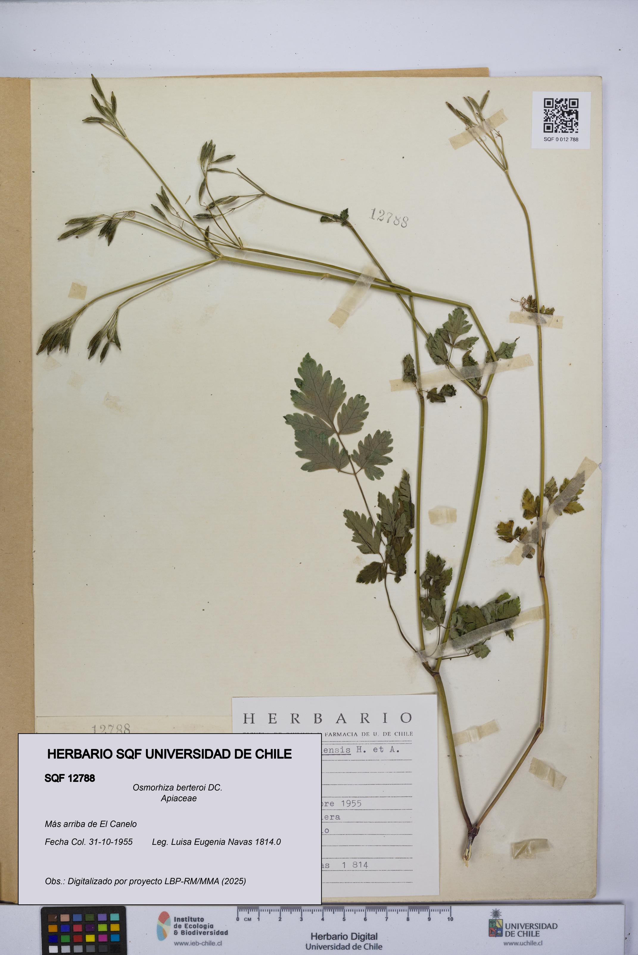 Osmorhiza berteroi [Espécimen: UCH:SQF:0012788]