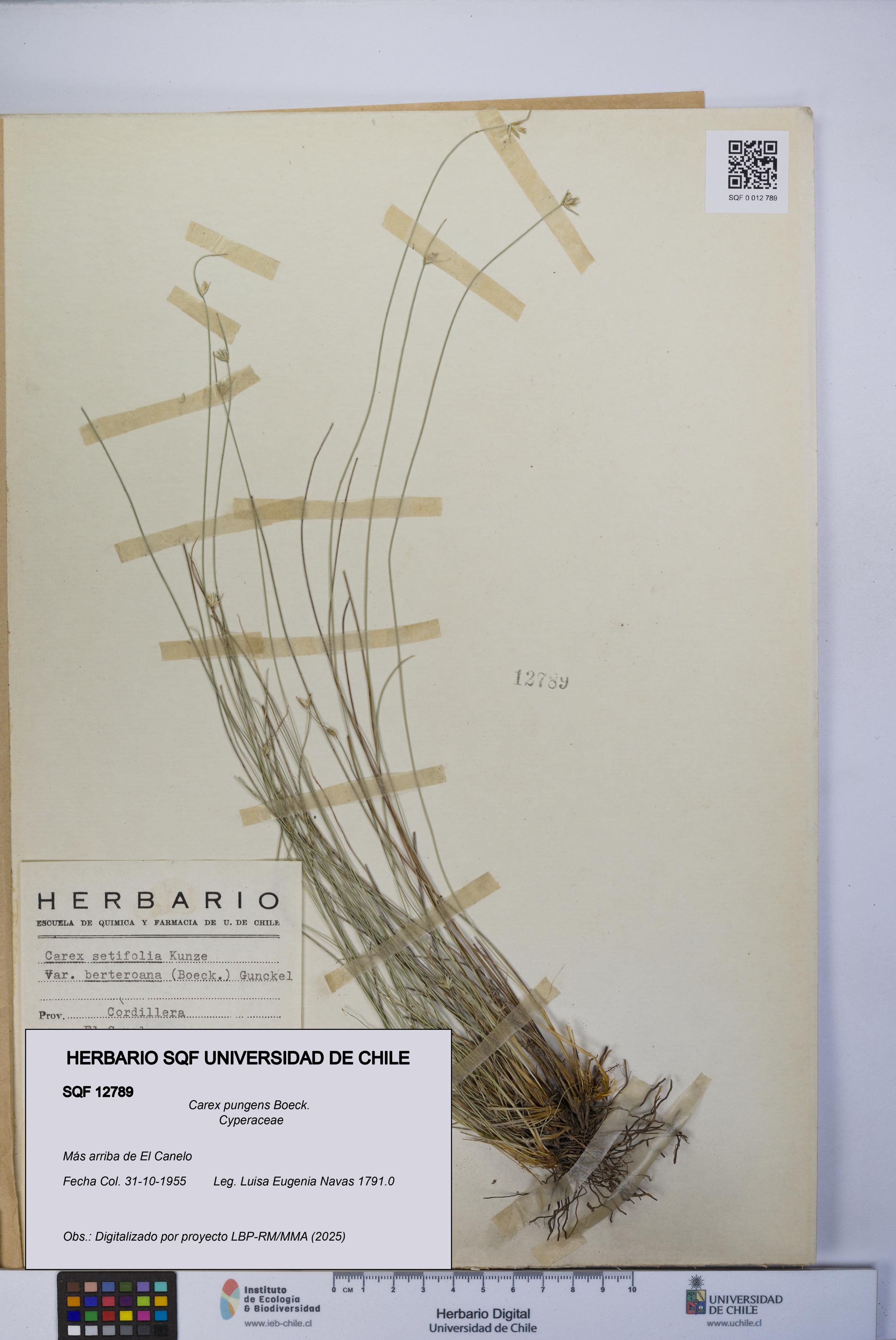 Carex pungens [Espécimen: UCH:SQF:0012789]