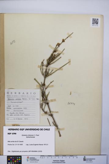 Ephedra chilensis [Espécimen: UCH:SQF:0012793]