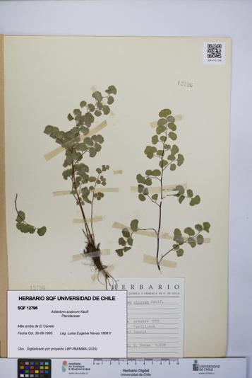 Adiantum scabrum [Espécimen: UCH:SQF:0012796]