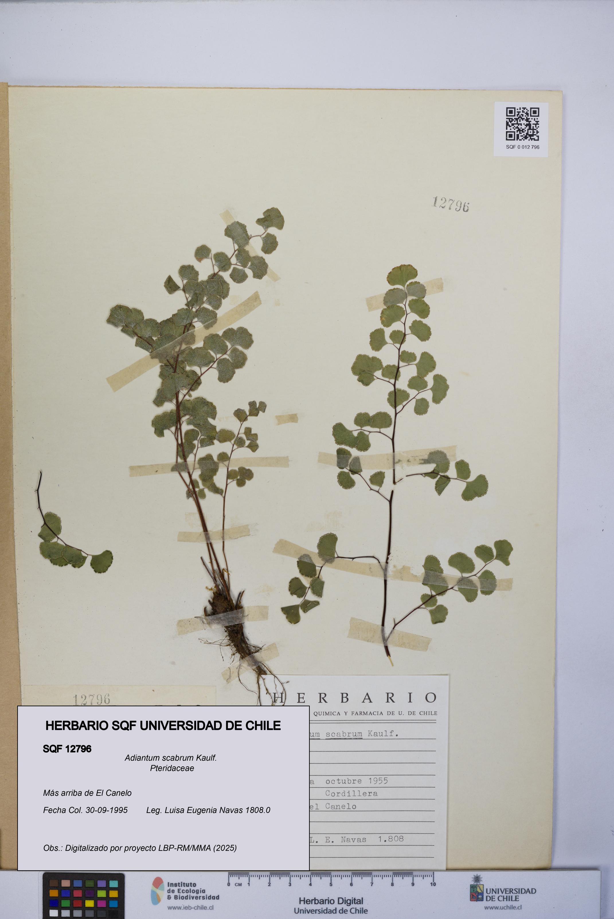 Adiantum scabrum [Espécimen: UCH:SQF:0012796]