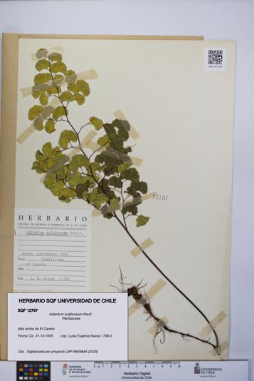 Adiantum sulphureum [Espécimen: UCH:SQF:0012797]
