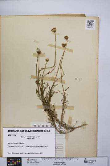 Senecio farinifer [Espécimen: UCH:SQF:0012798]