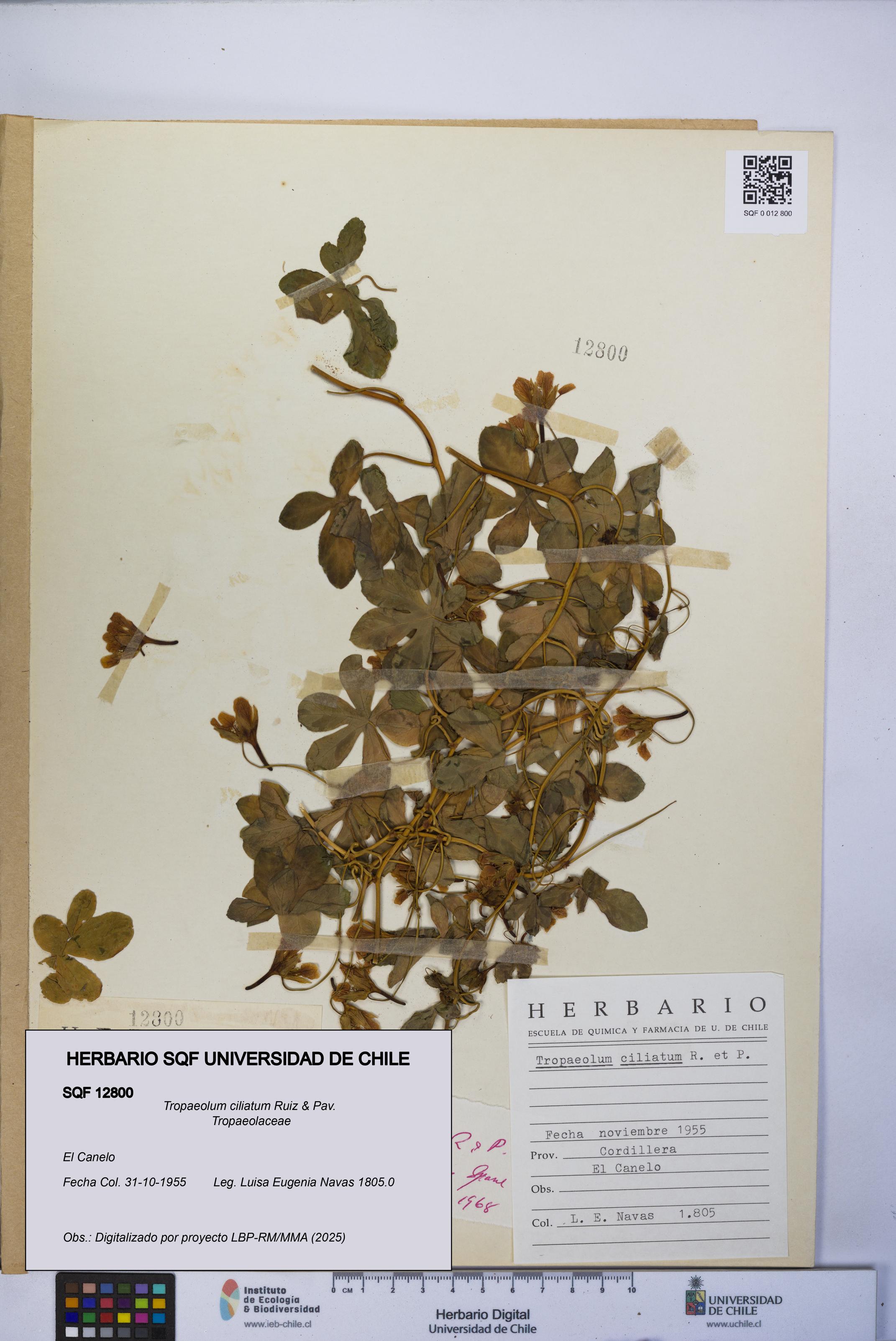 Tropaeolum ciliatum [Espécimen: UCH:SQF:0012800]