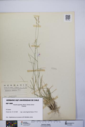 Nassella gigantea [Espécimen: UCH:SQF:0012805]