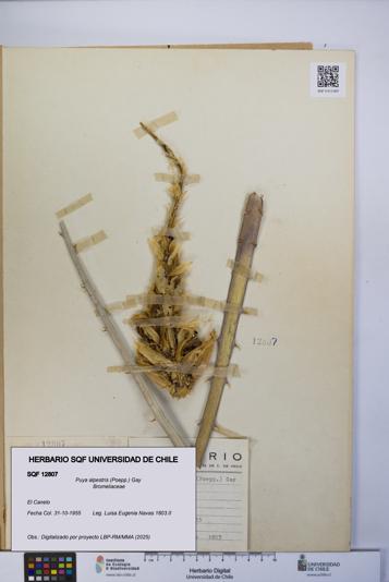 Puya alpestris [Espécimen: UCH:SQF:0012807]