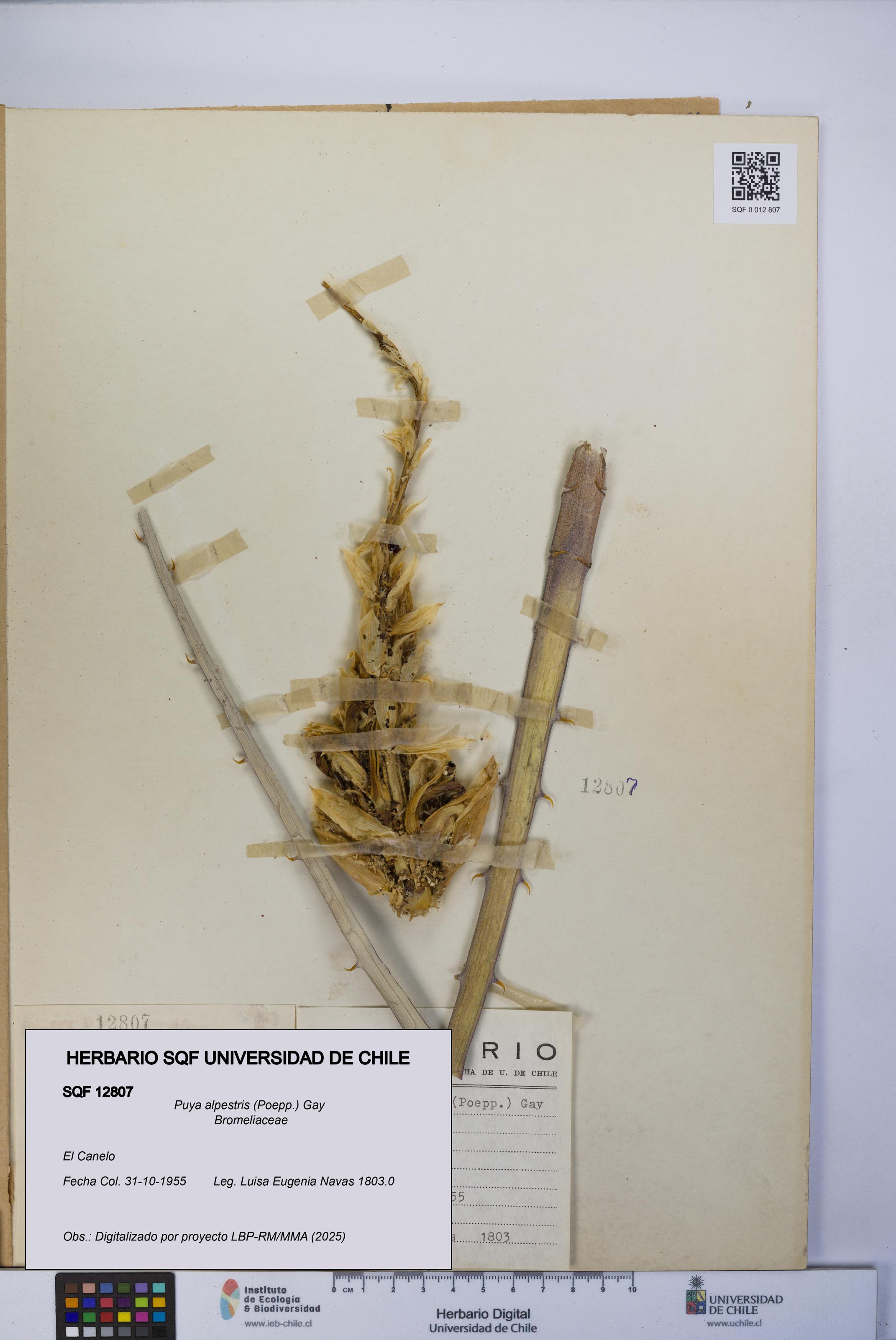 Puya alpestris [Espécimen: UCH:SQF:0012807]