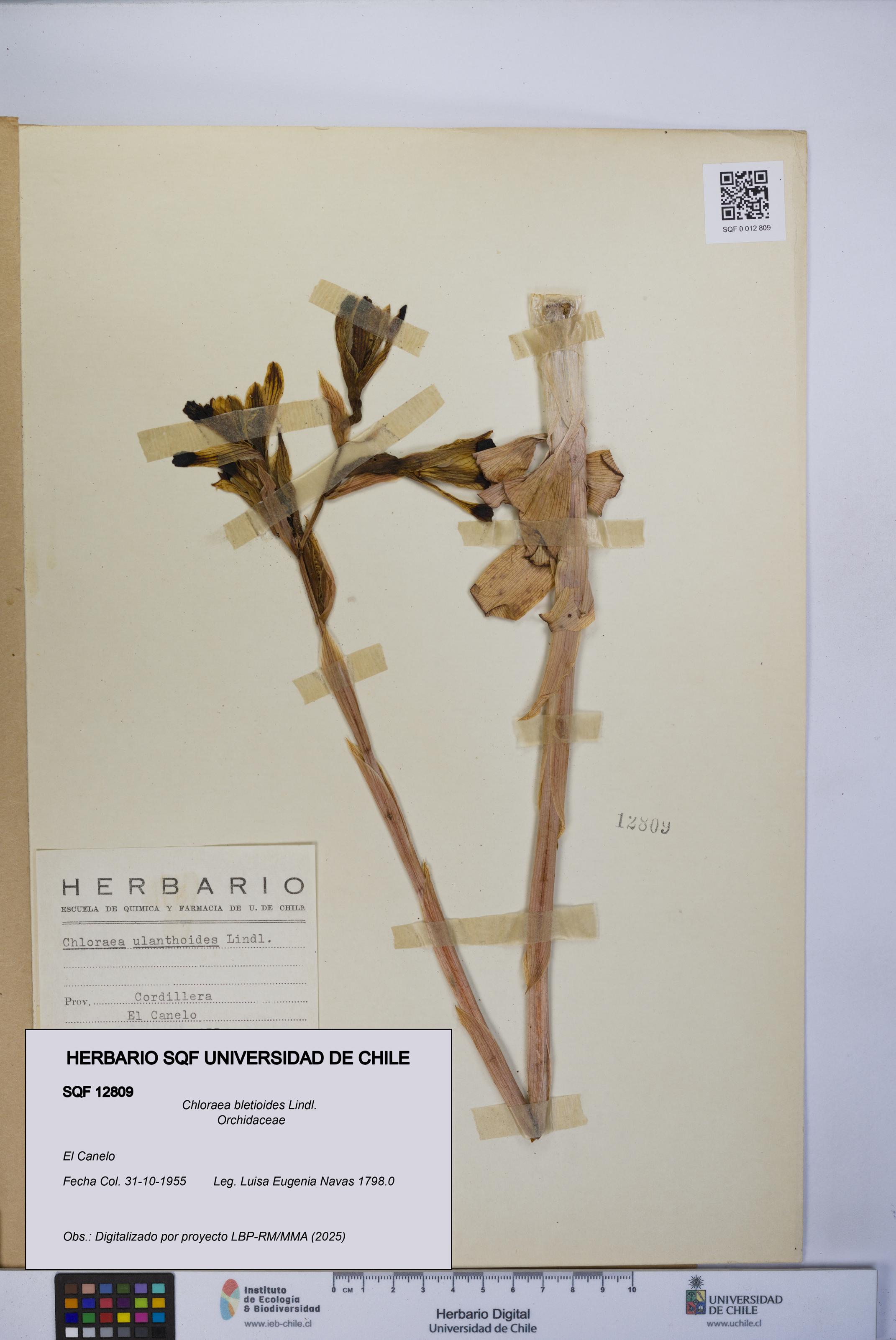 Chloraea bletioides [Espécimen: UCH:SQF:0012809]