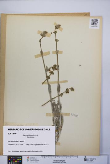 Stachys albicaulis [Espécimen: UCH:SQF:0012810]