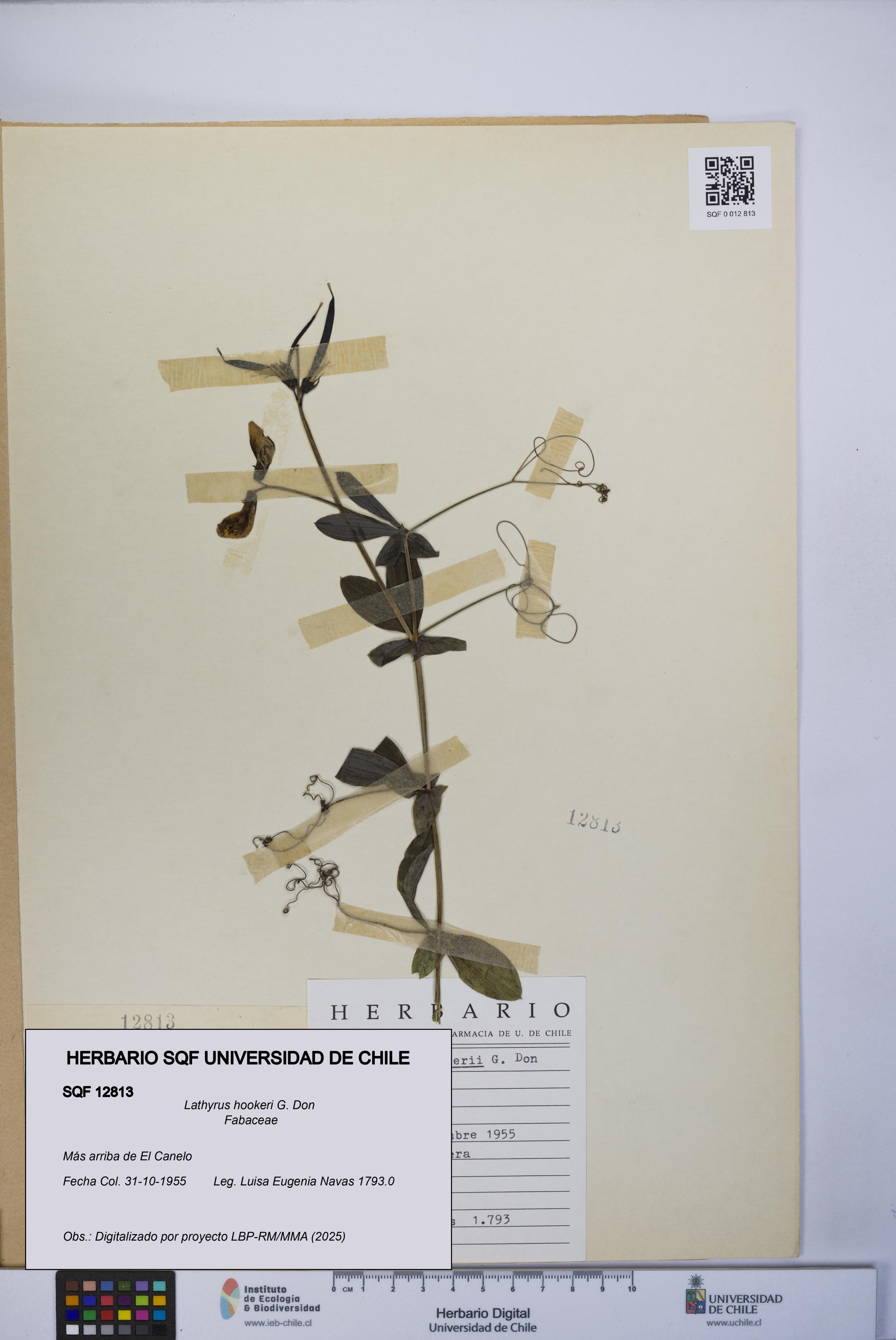 Lathyrus hookeri [Espécimen: UCH:SQF:0012813]