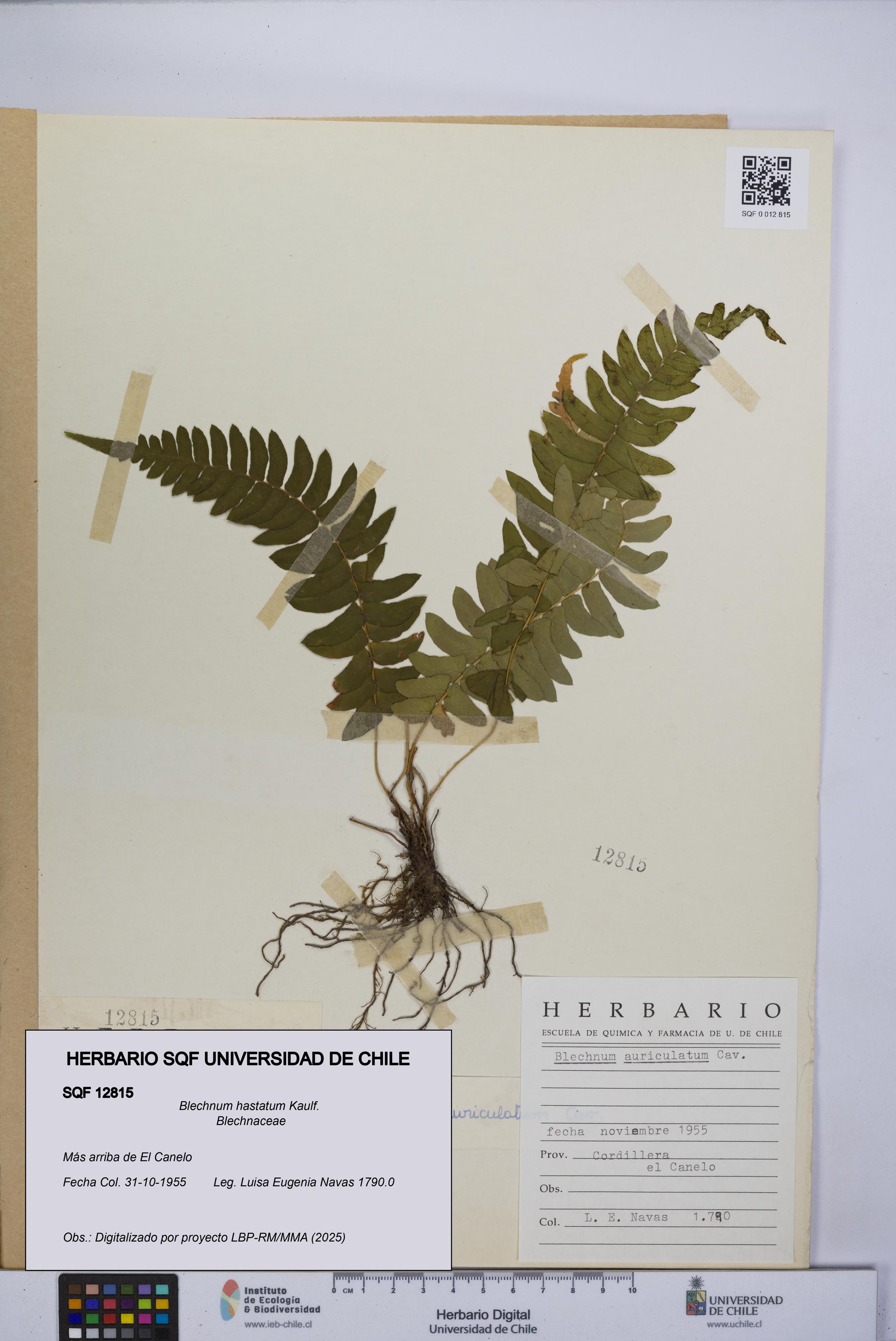 Blechnum hastatum [Espécimen: UCH:SQF:0012815]