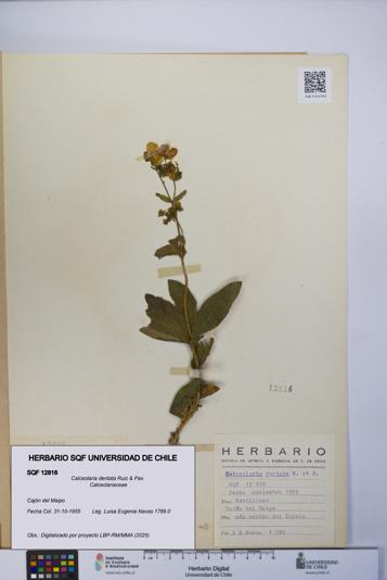 Calceolaria dentata [Espécimen: UCH:SQF:0012816]
