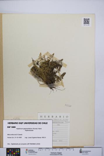 Asplenium papaverifolium [Espécimen: UCH:SQF:0012829]