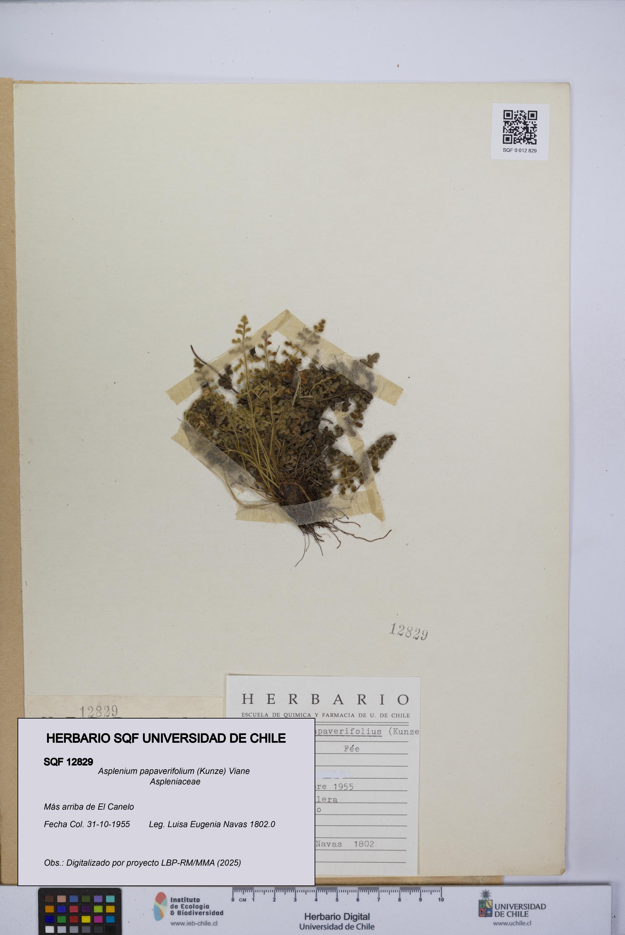 Asplenium papaverifolium [Espécimen: UCH:SQF:0012829]