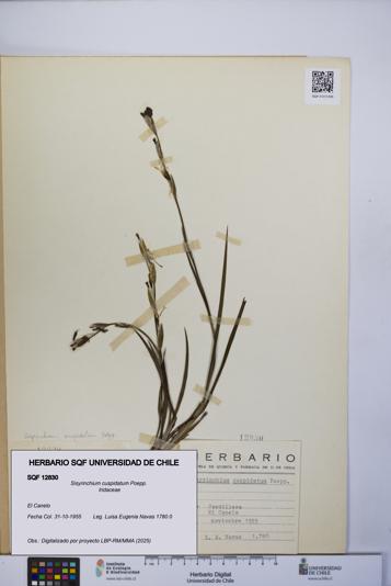 Sisyrinchium cuspidatum [Espécimen: UCH:SQF:0012830]