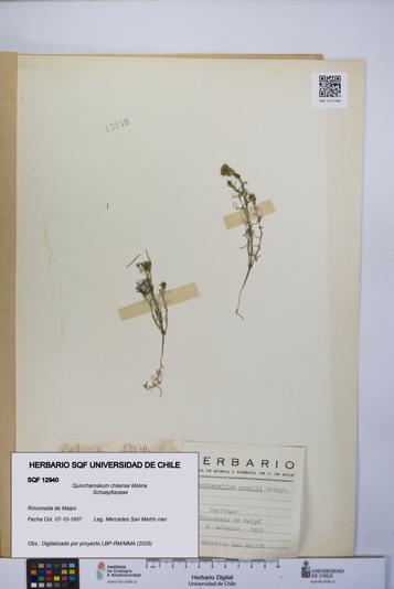 Quinchamalium chilense [Espécimen: UCH:SQF:0012940]