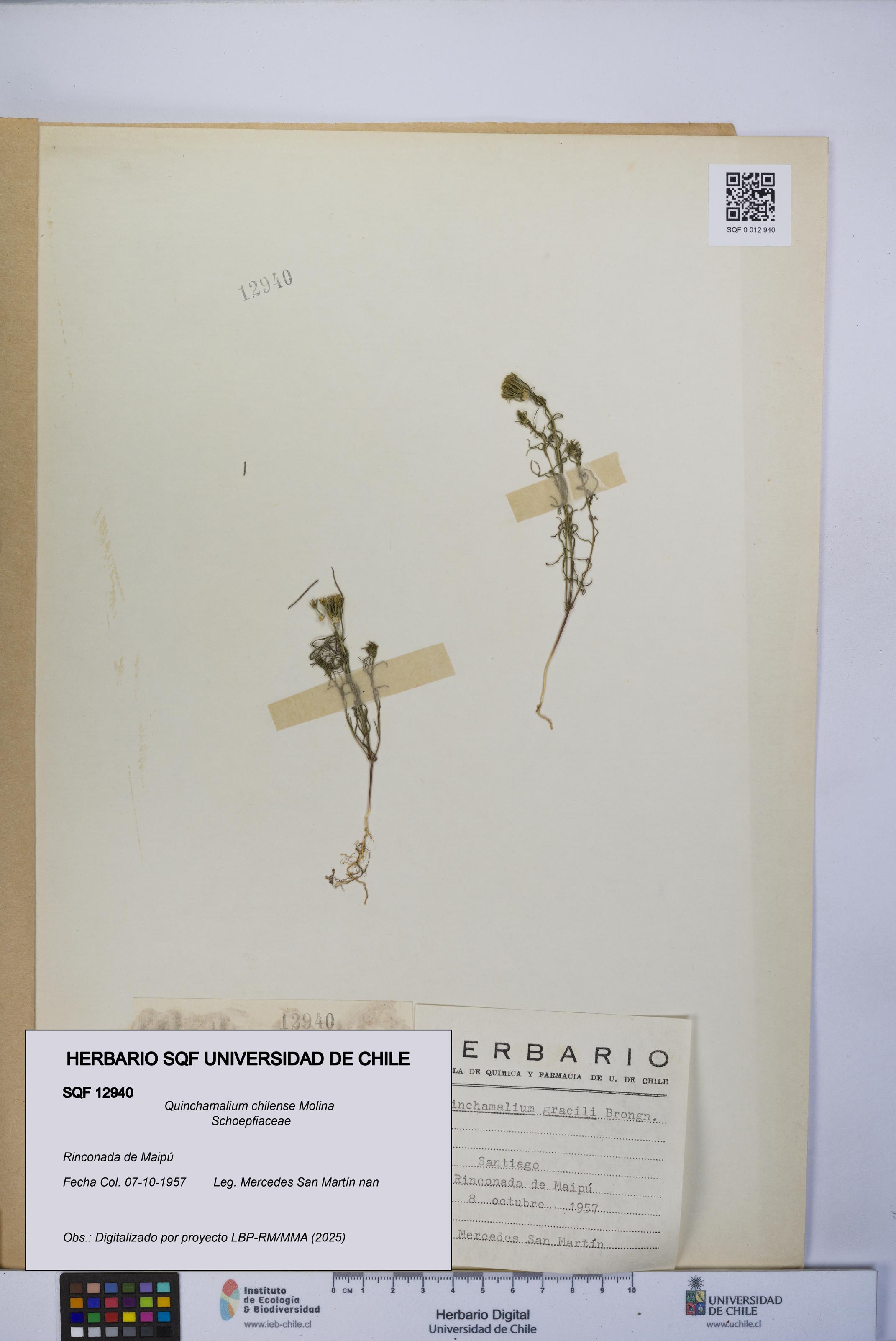 Quinchamalium chilense [Espécimen: UCH:SQF:0012940]