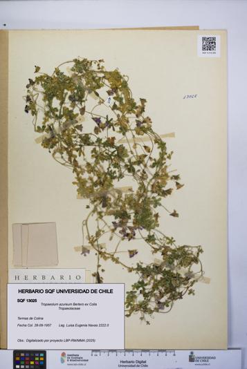 Tropaeolum azureum [Espécimen: UCH:SQF:0013025]