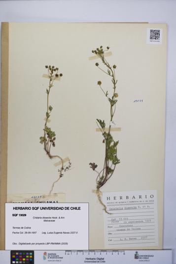 Cristaria dissecta [Espécimen: UCH:SQF:0013029]