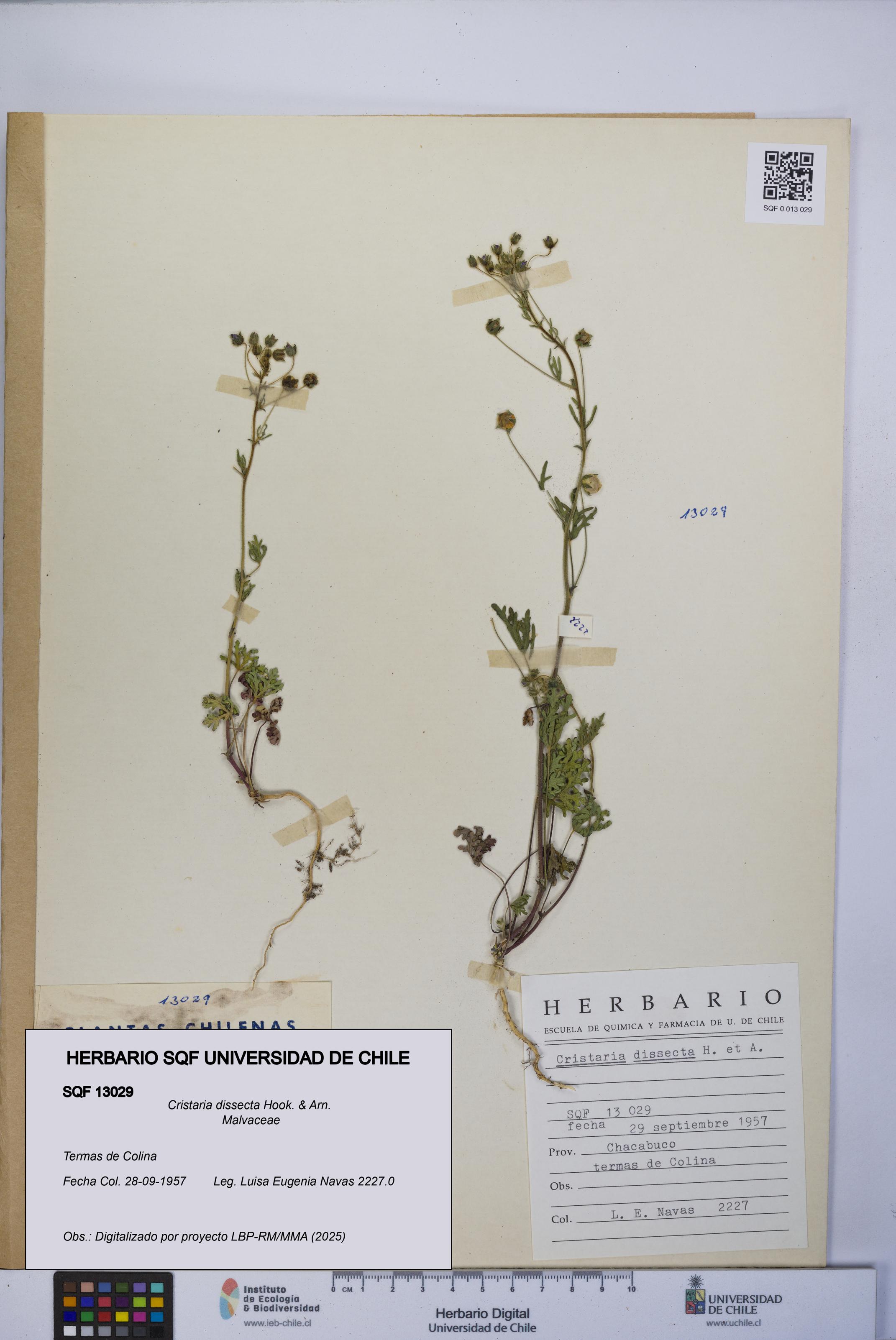 Cristaria dissecta [Espécimen: UCH:SQF:0013029]