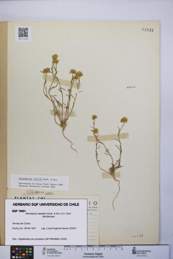 Montiopsis capitata [Espécimen: UCH:SQF:0013031]